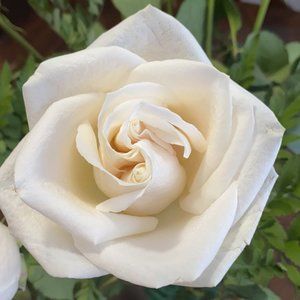 Meet your Posher, Jody